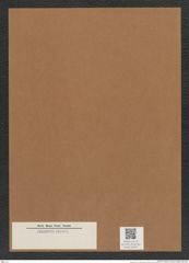 Diatomeae indet. Zeichnungen Sammlung Grunow Mappe 04971 (Herbarium_W_Grunow_drawings_Folder_04971)